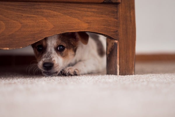 Dog Suddenly Scared of Something in the House: What To Do