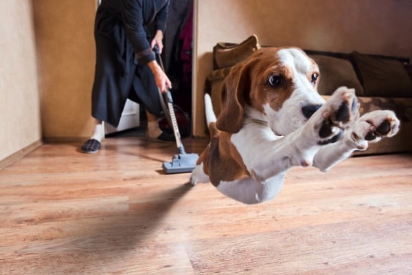 Dog is scared of vacuum