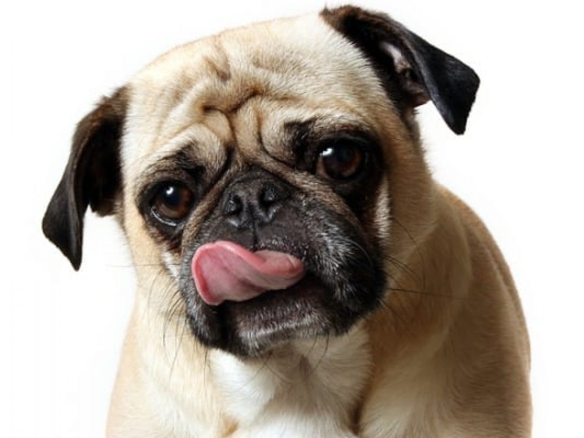 what does lip smacking in dogs mean