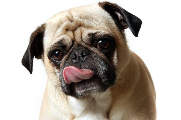 what does a dog licking its lips mean