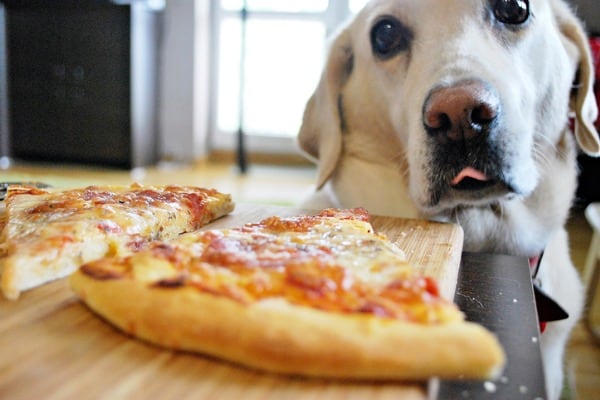 Dog looking at delicious pizza