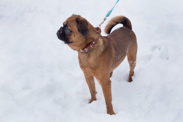 Protecting dog's head and ears from the cold