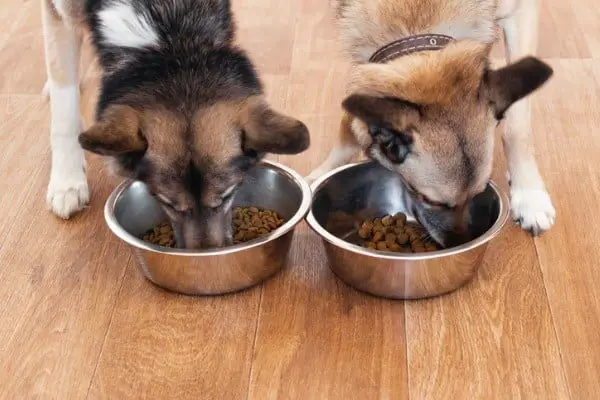 dog separately eating