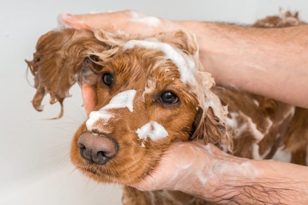 Dog taking a shower