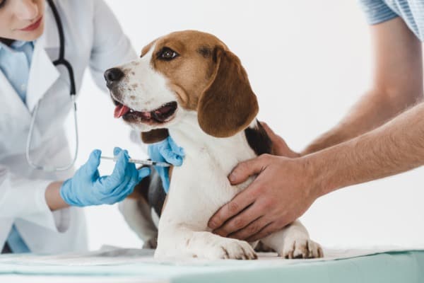 Dog with vet