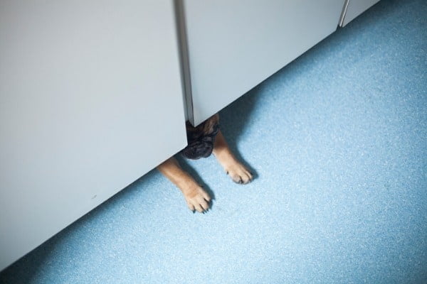 Dogs behind closed doors