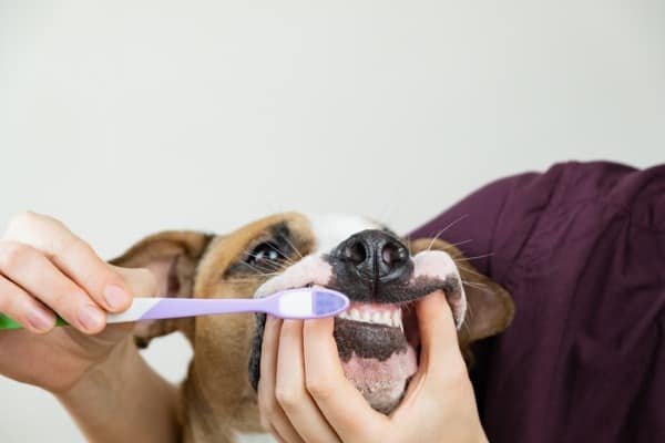 Dog's brushing teeth