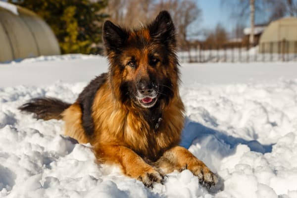 german shepherd with tall ears in the cold snow