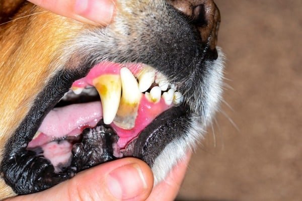 Whats wrong if dogs gums are black