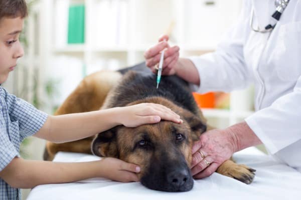 Giving a vaccine to an older dog