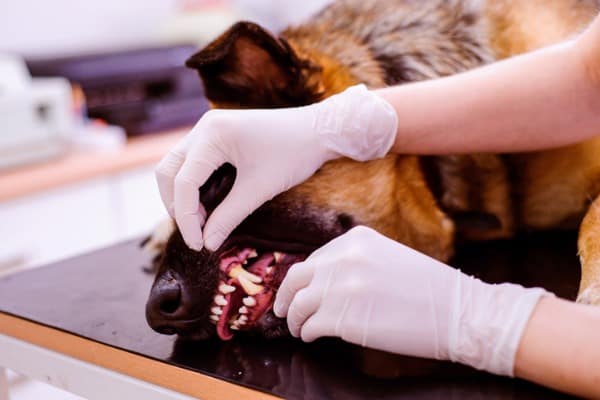 Gum disease showing up in older dog making it harder to eat