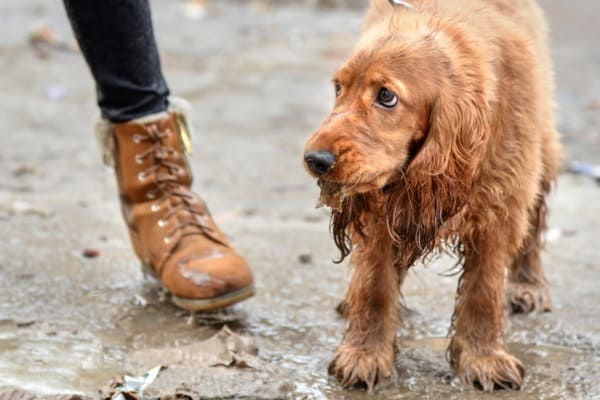 Improper training methods leads to poor dog appetite