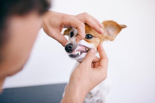 inspect the mouth of your dog