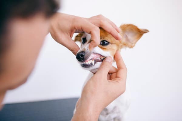 Inspect the mouth of your dog