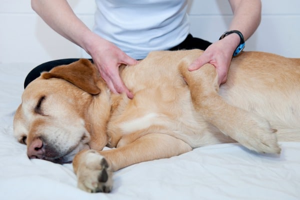 Massage the dog gently