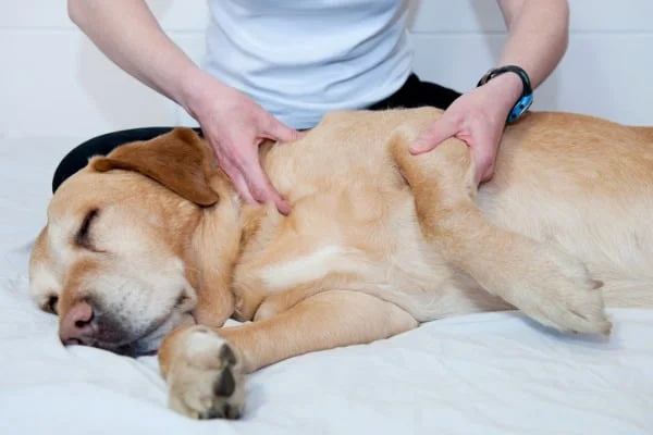 Massage the dog gently