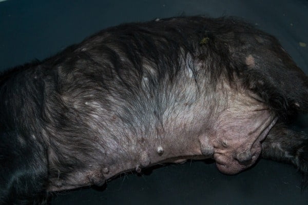 Old dog with cushing's disease and blackhead symptoms