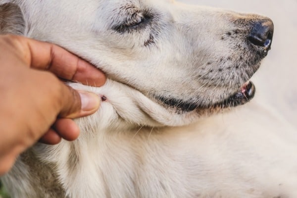 Parasite near the mouth of a dog causing them to lick and swallow a lot