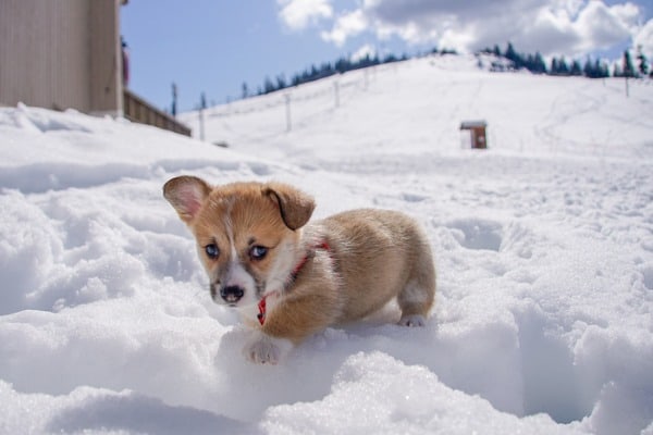 puppy with ears exposed to the colder climate