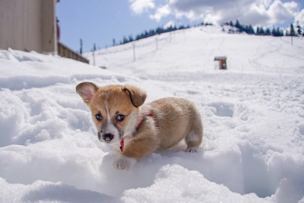 Puppy with ears exposed to the colder climate