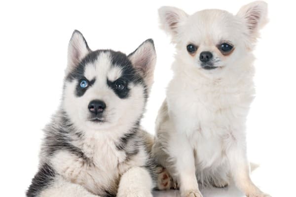 Siberian husky and chihuahua