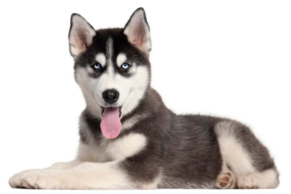 Siberian husky