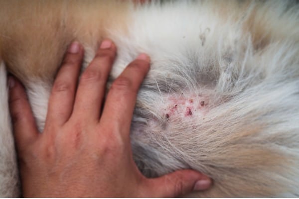 Signs that dog has blackheads on belly area