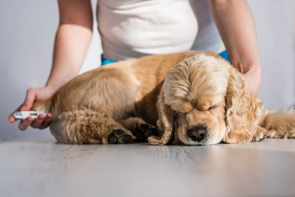 Dog Won’t Eat or Drink and Just Lays There - PetDT