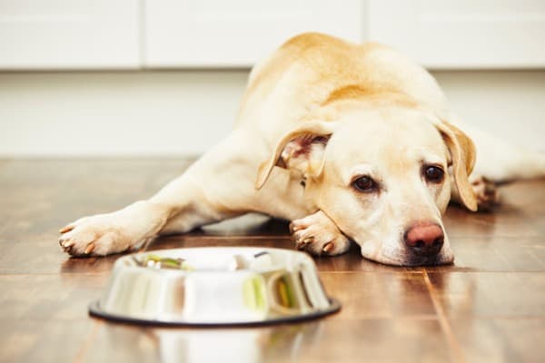 Dog won't eat or drink and lays there on the floor next to food dish