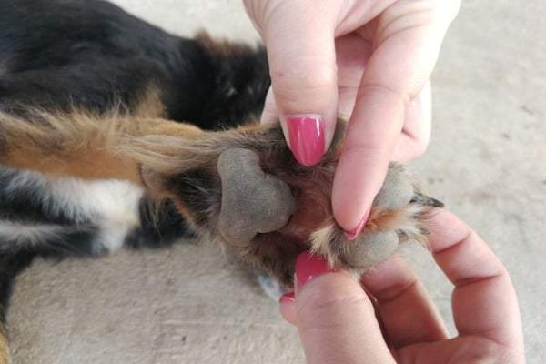 ticks on dog paw