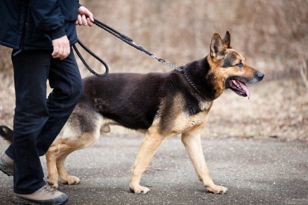 Walk sessions for senior canines