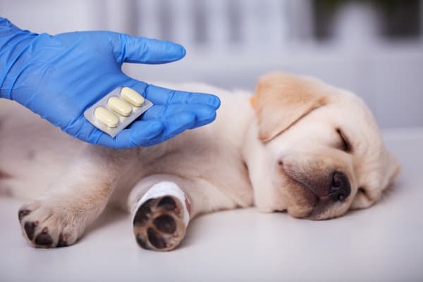 antibiotics for dog