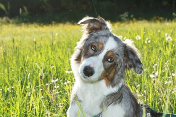 Aussie shepherd heeler dog