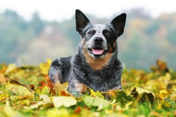 Blue heeler mix dog