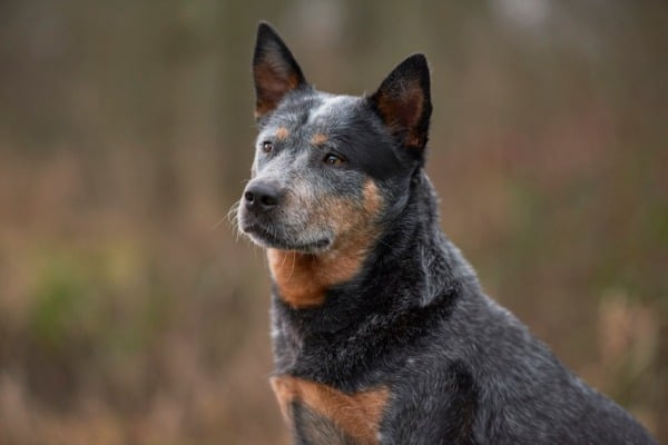 Australian cattle dog sitting