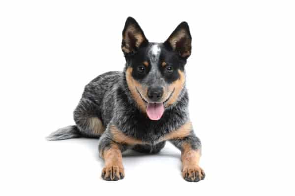 Blue Heeler Corgi Mix: Get To Know Your Cowboy Corgi - PetDT