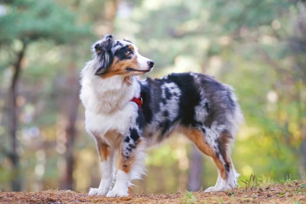 Australian shepherd dog