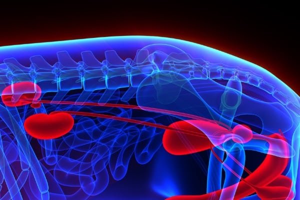 Bacterial cystitis