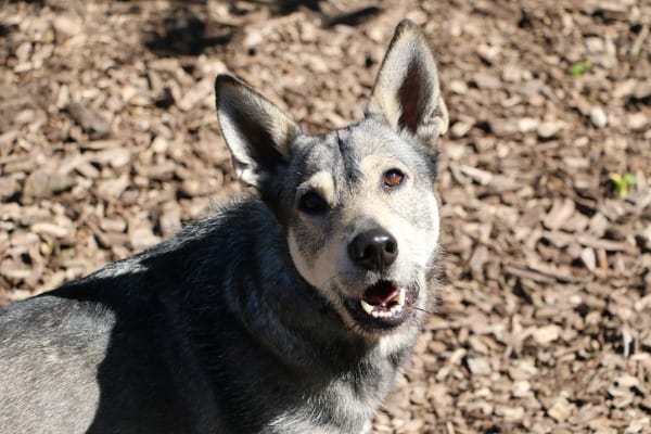 Blue heeler german shepherd mix