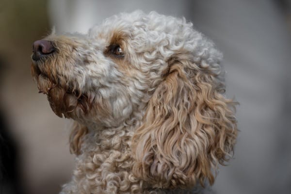 Blue heeler poodle facing right