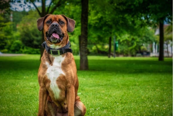 Boxer dog