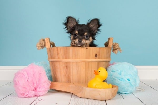 Chi-weiler on wooden tub