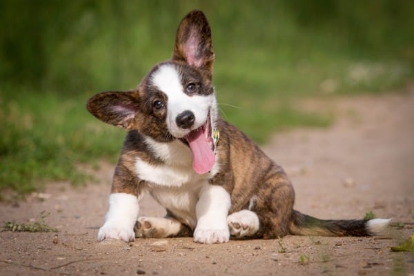 blue heeler mixed with corgi