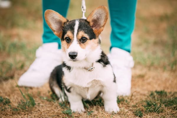 Cowboy corgi the perfect partner