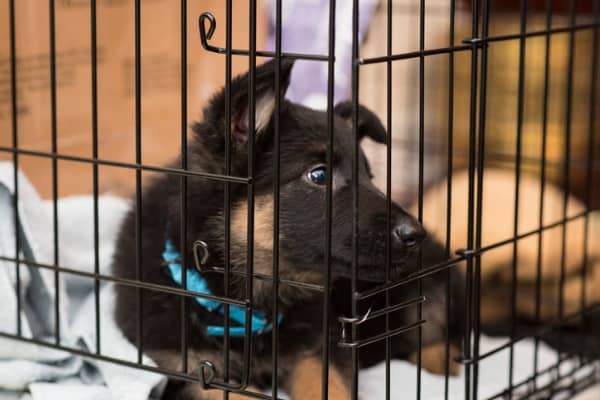 Crated puppy