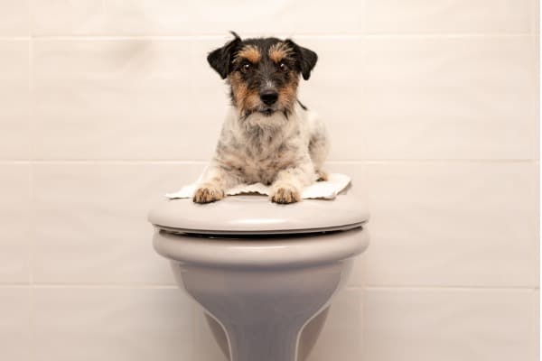 dog’s bathroom habits