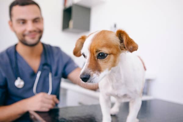 Dog at veterinary