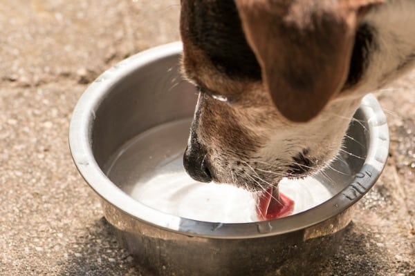 Dog can be messy drinker