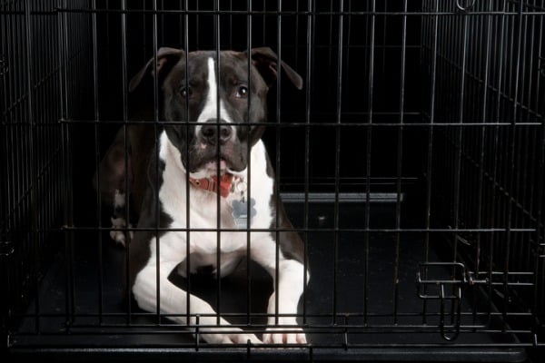 dog crated