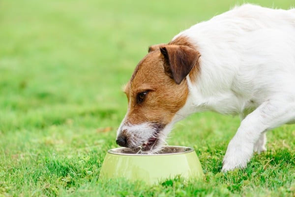 Dog drinking warm water